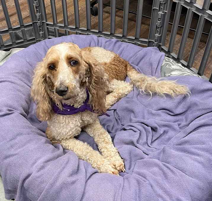 Photo of Doodlebug