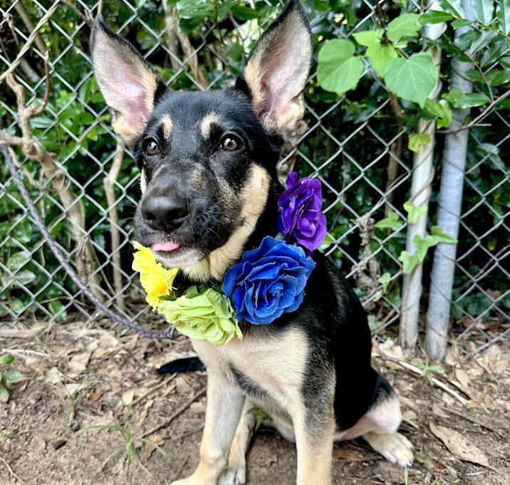 Photo of Ellie the Shepherd Puppy