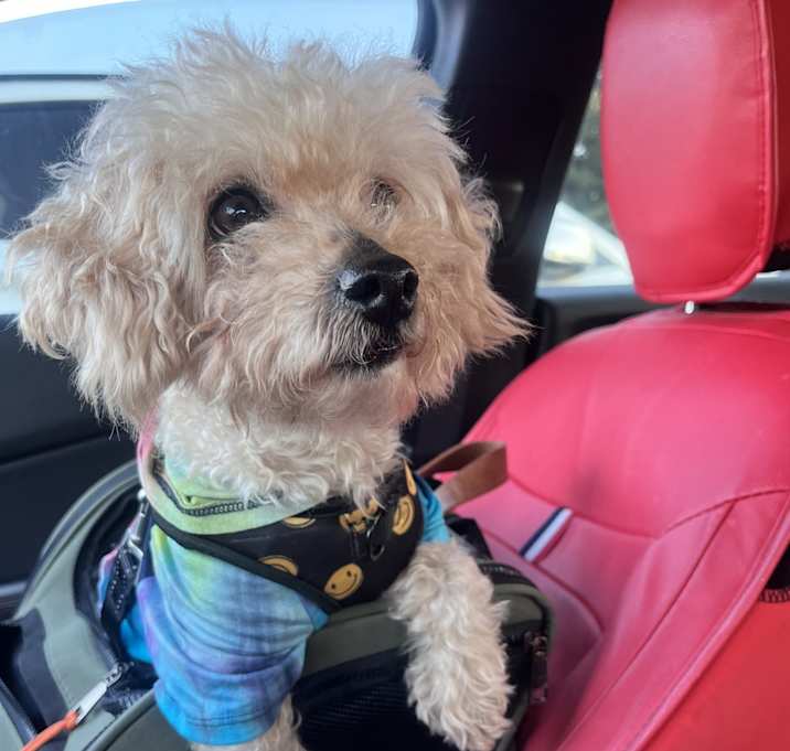 Photo of Teddie