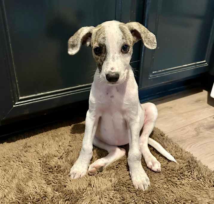 Photo of Lavender the Whippet Mix Puppy