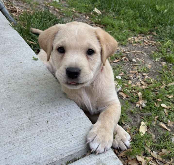 Photo of Marigold the Pyrenees Mix Pupp