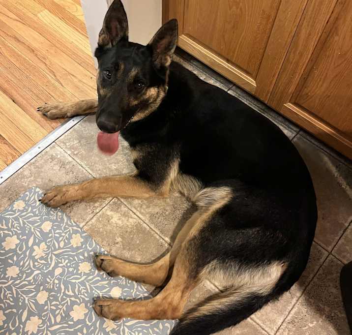 Photo of Koda