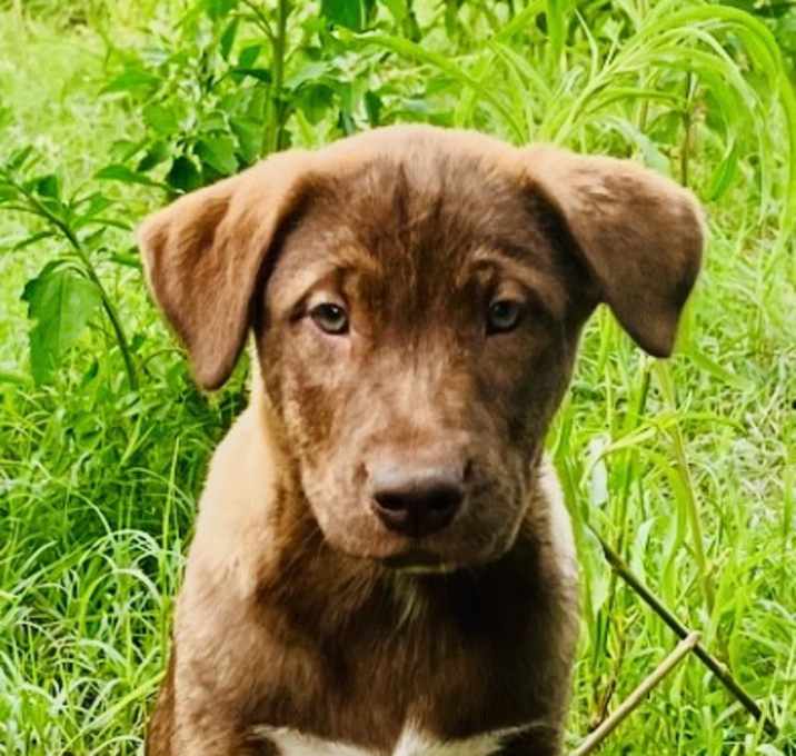 Photo of Bear