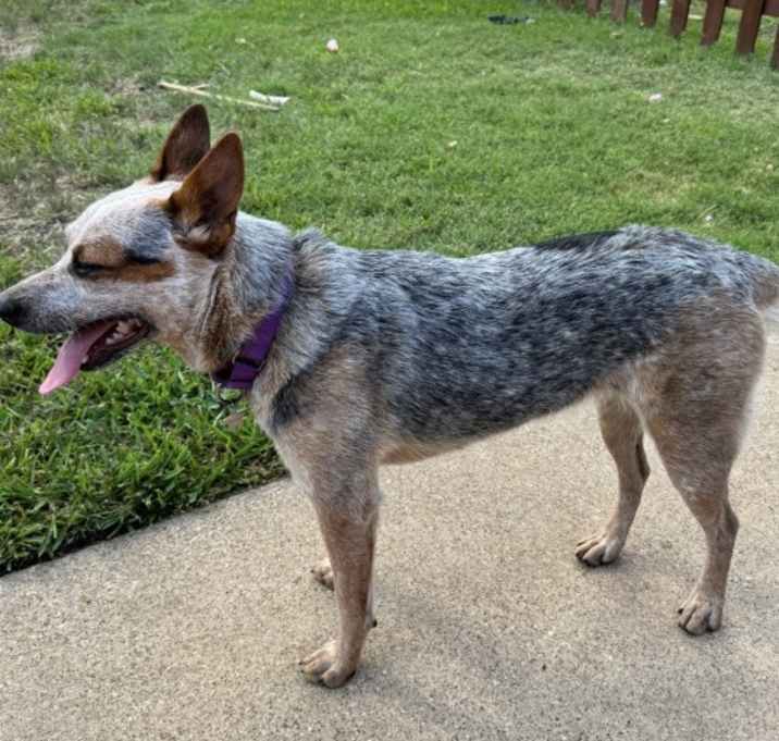 Photo of Penni
