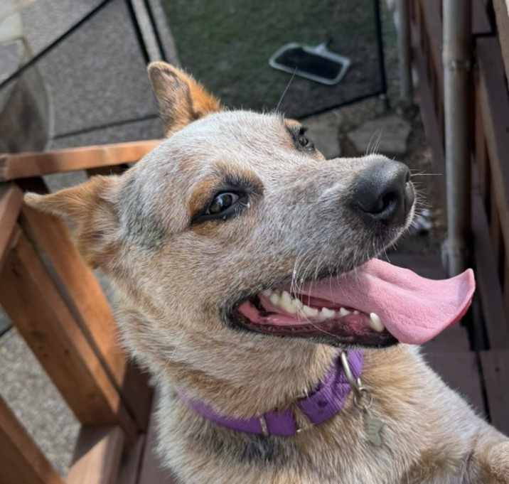 Photo of Penni