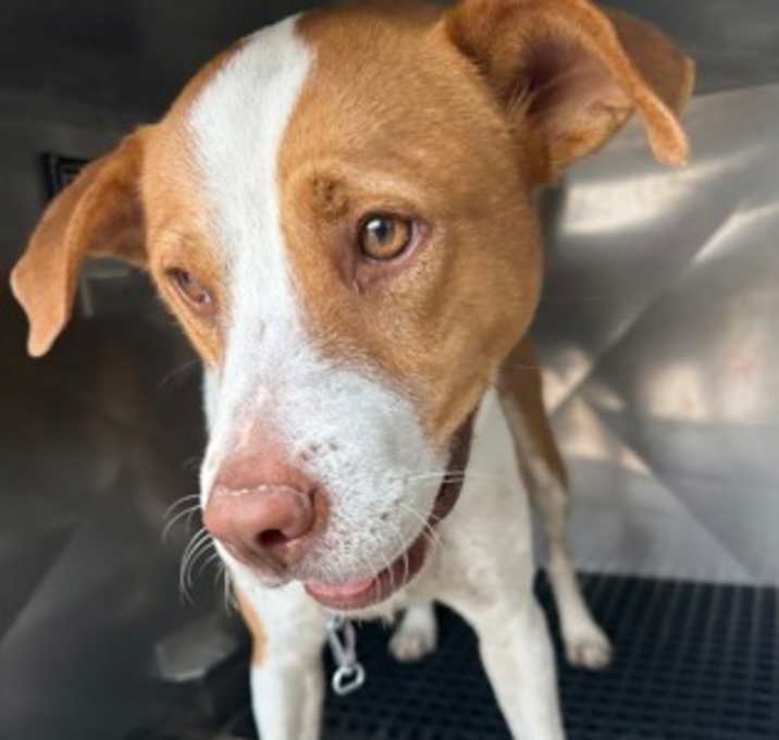 Photo of Ranger