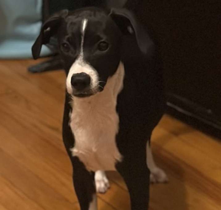 Photo of Hershey