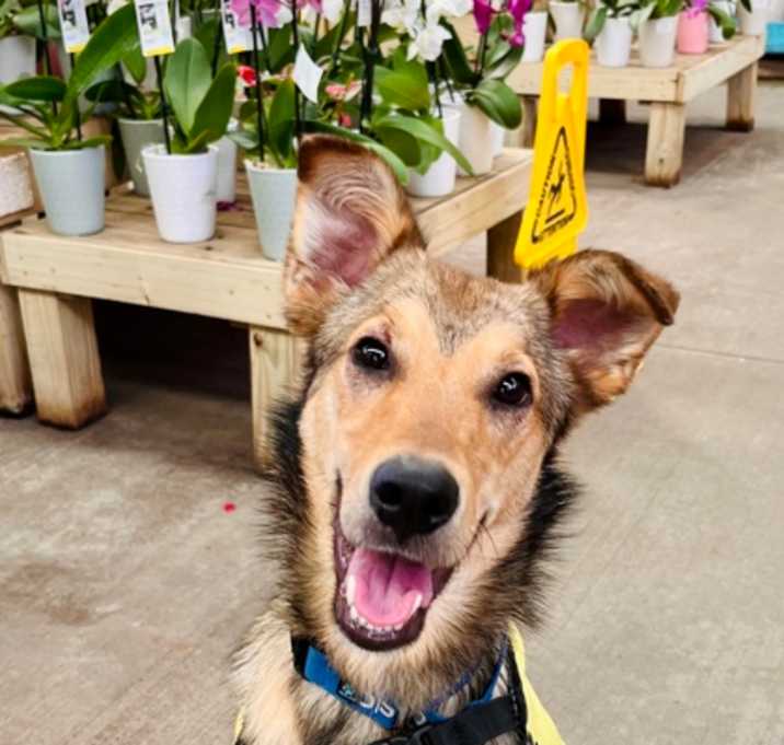 Photo of Yotee - adopted!
