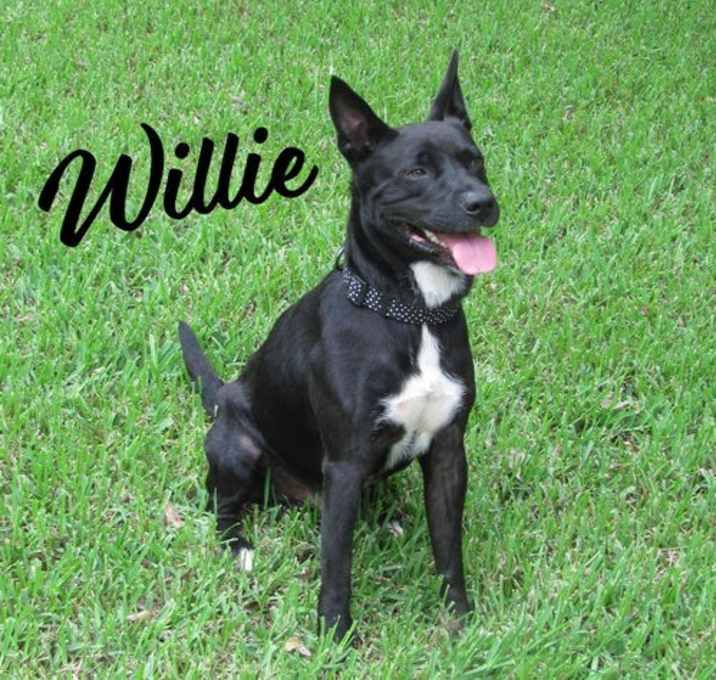 Photo of Willie #what-a-great-dog