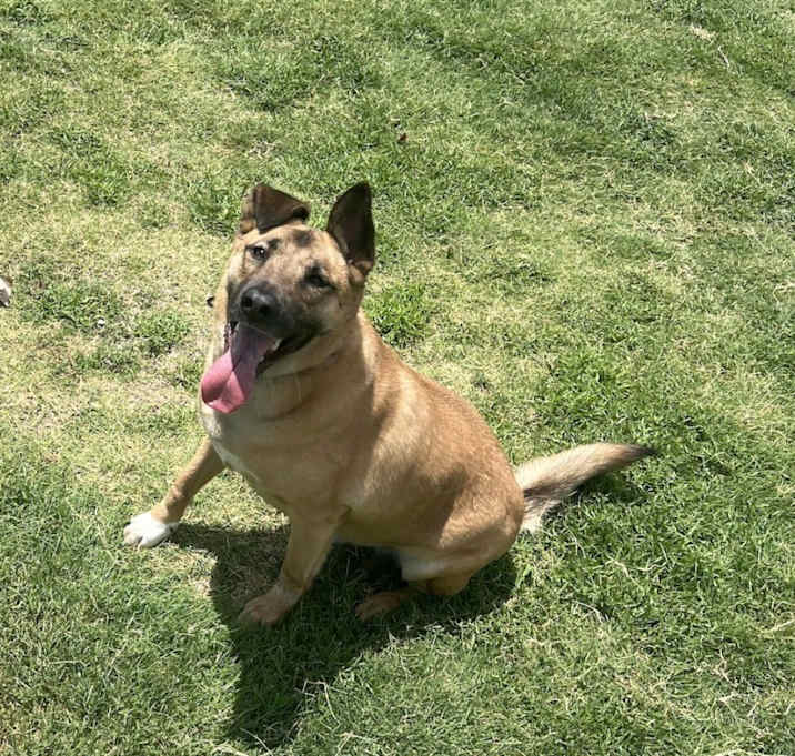 Photo of Midas