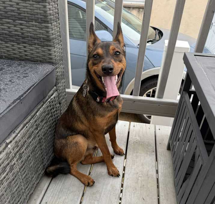 Photo of Ranger