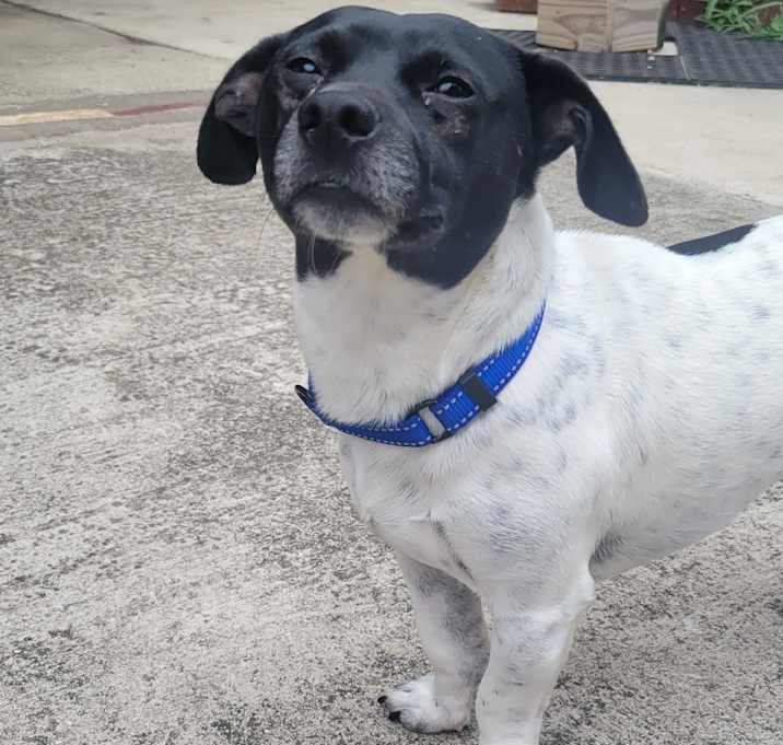 Photo of Pancho  JRT
