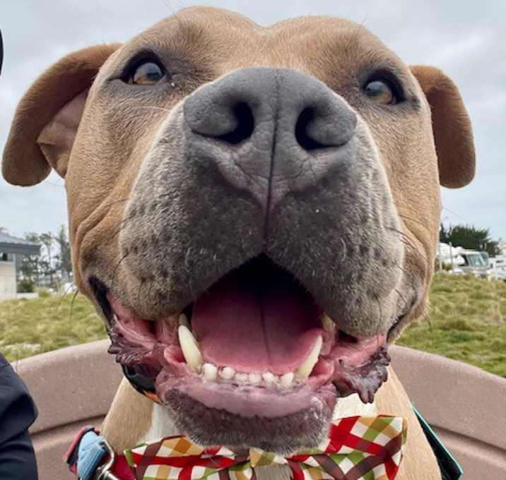 Photo of Taz