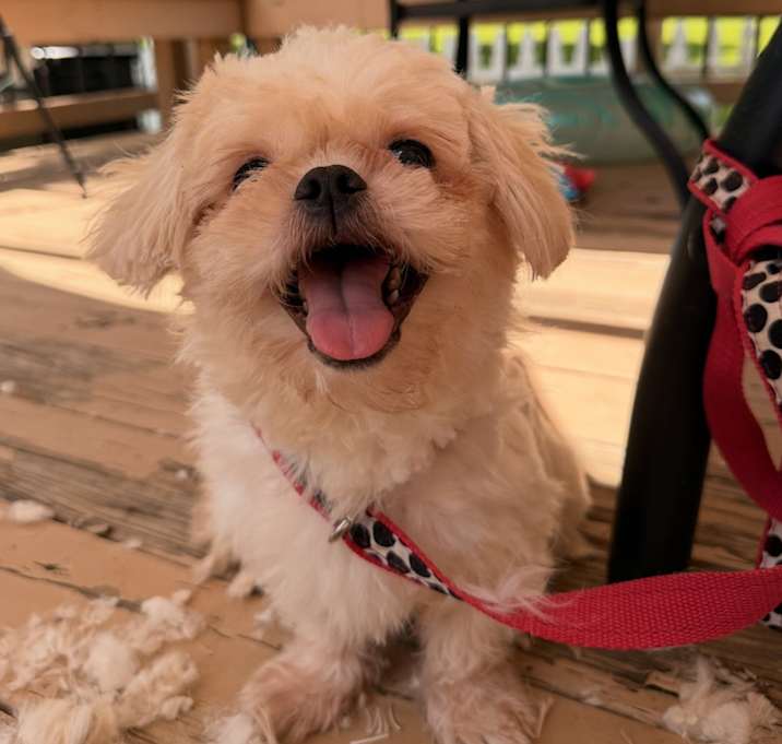 Photo of Harvey