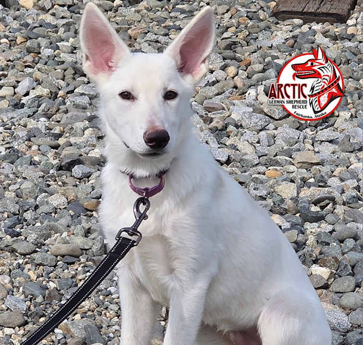Photo of Meeko