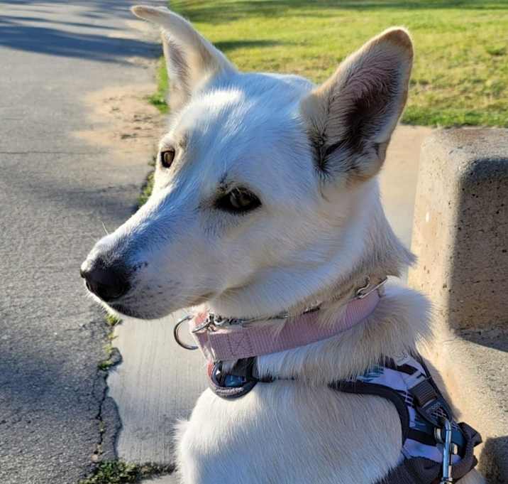 Photo of Daisy