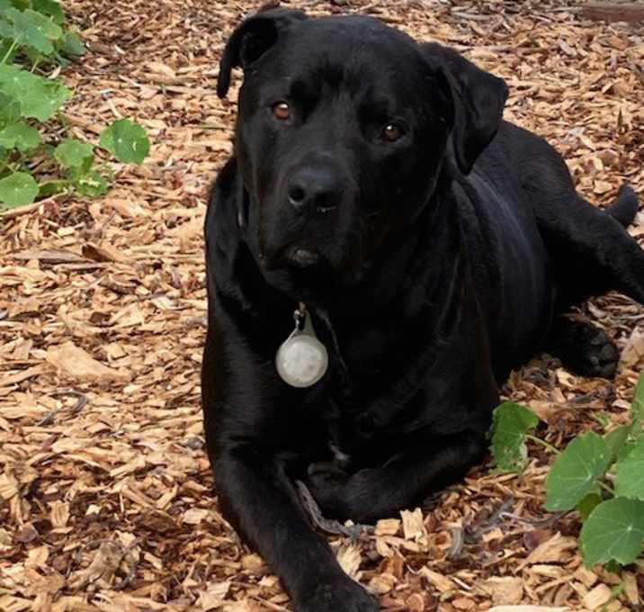Photo of Orso