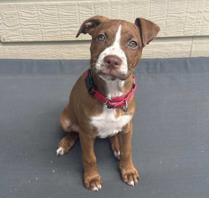 Photo of Pippa
