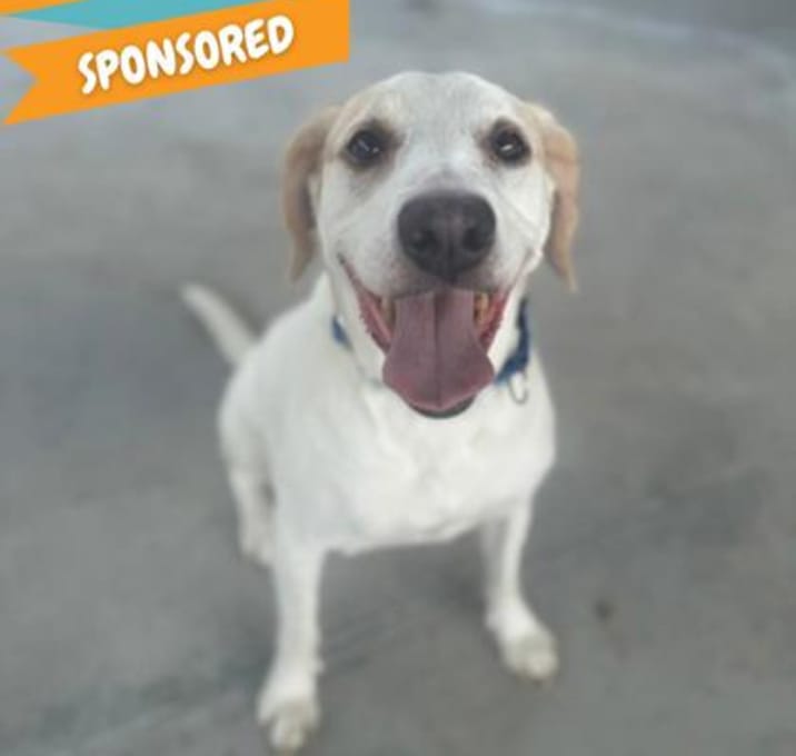Photo of Harvey