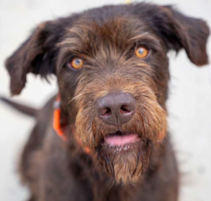 Photo of Brownie