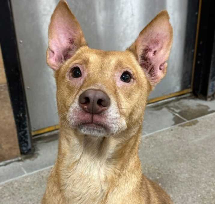 Photo of Goldie