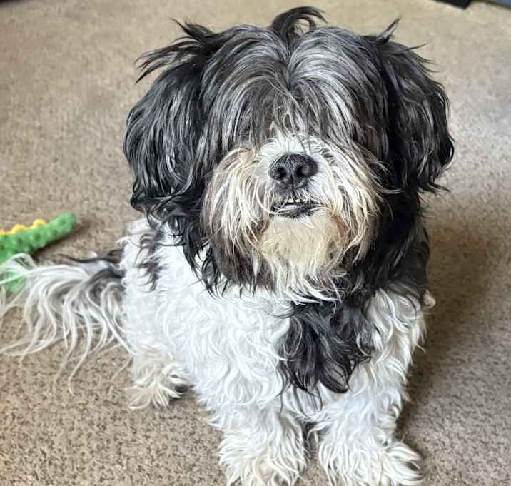 Photo of Cooper