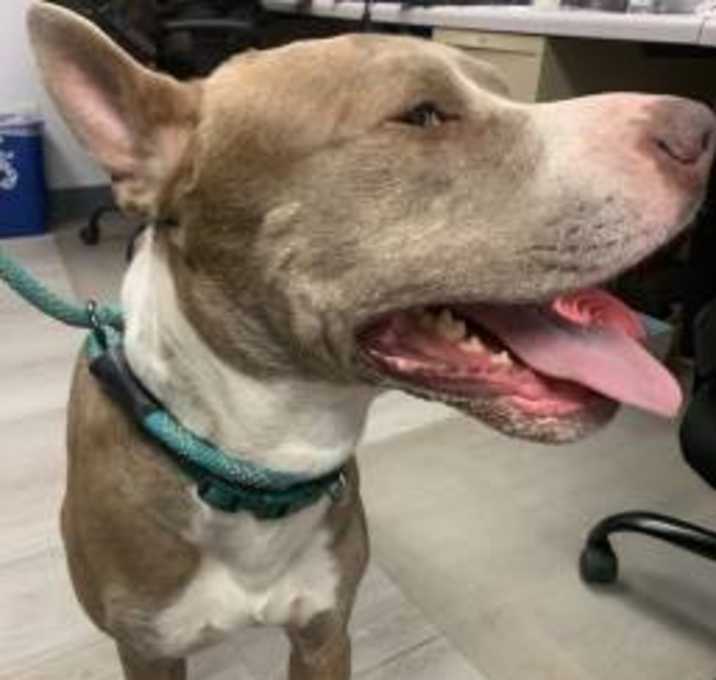 Photo of Ace