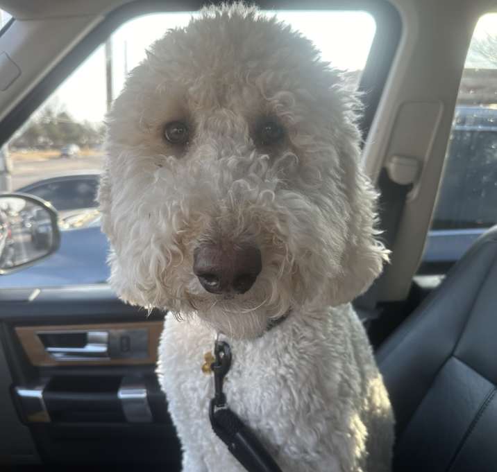 Photo of Nala
