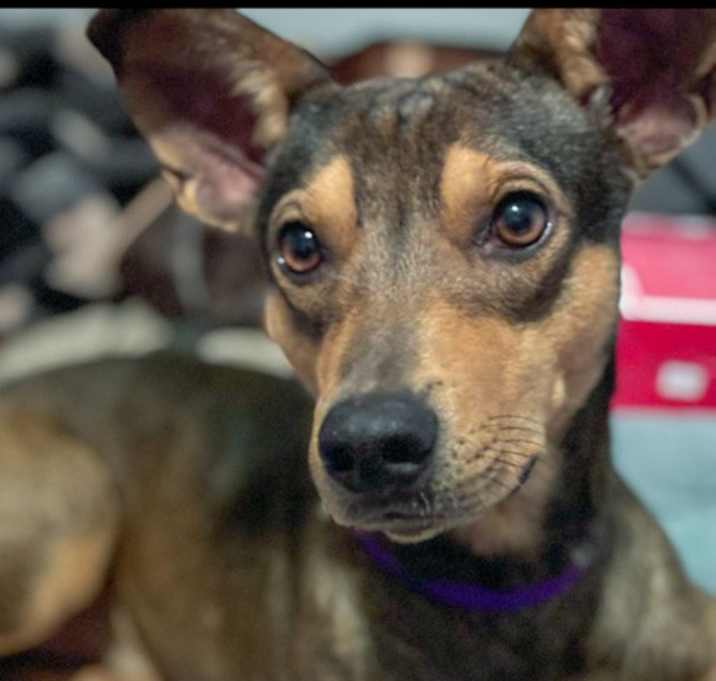 Photo of Frankie