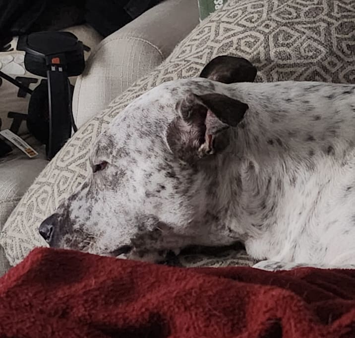 Photo of Cannoli