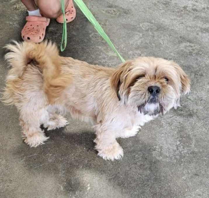 Photo of Found stray: Johnny