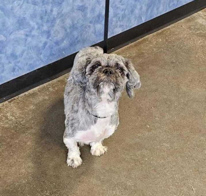 Photo of Found stray: June