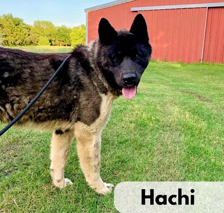 Photo of Hachi