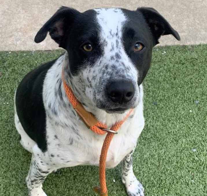 Photo of SPOT