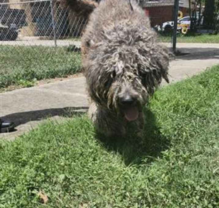 Photo of CLIFFORD