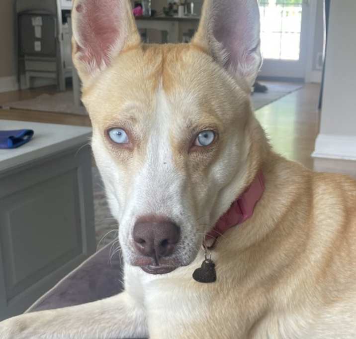 Photo of Nala