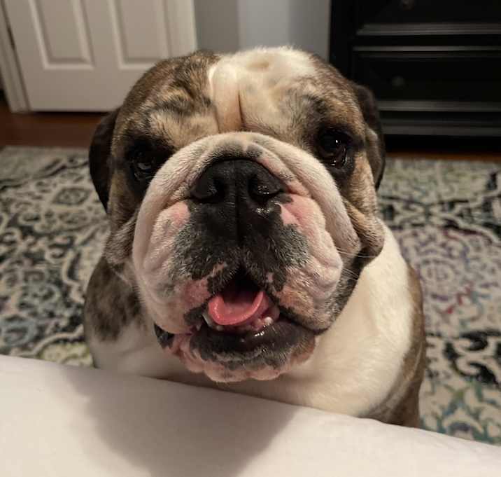 Photo of Bronco