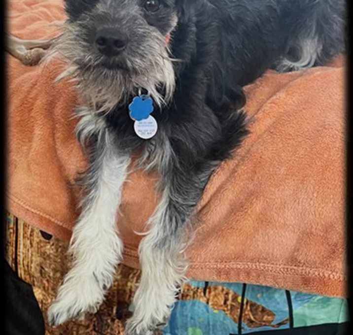 Photo of Toby