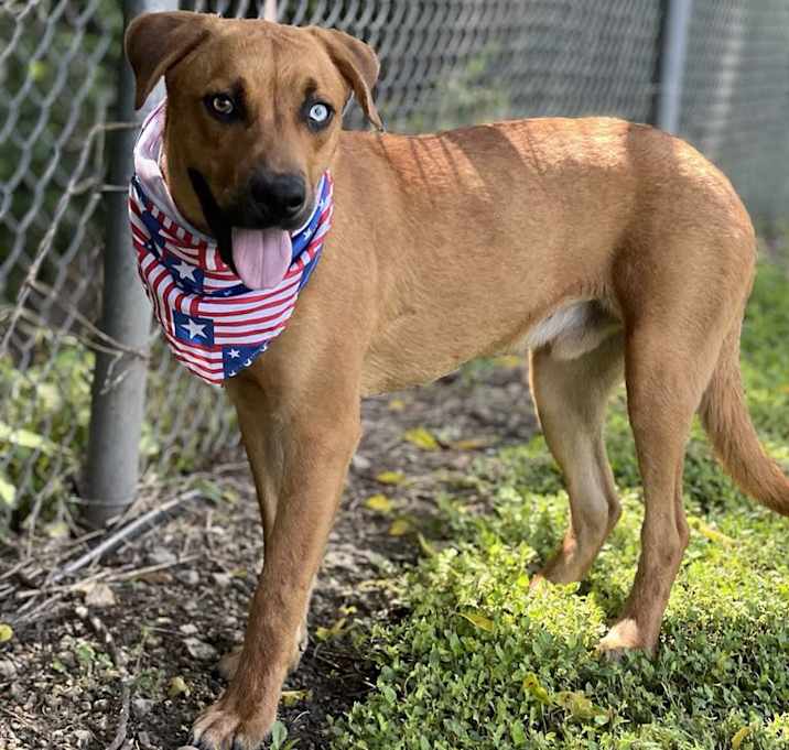 Photo of Rusty