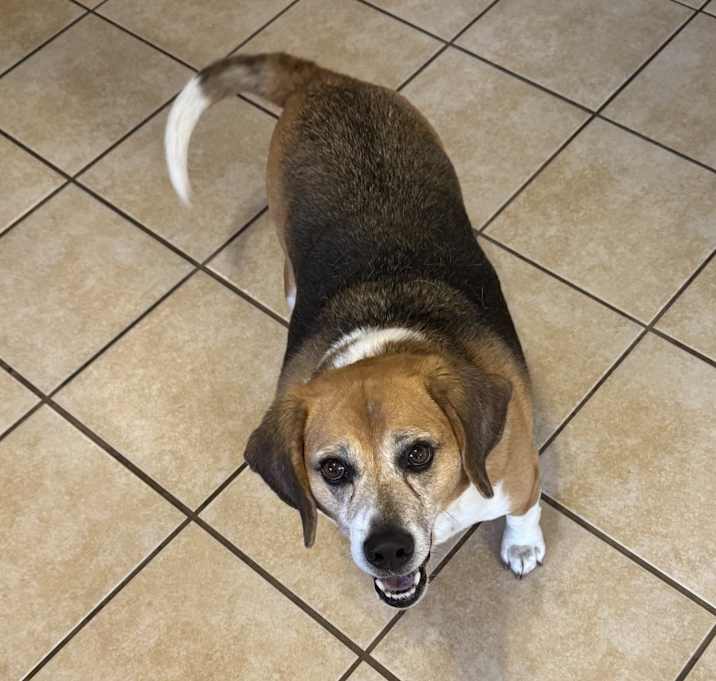 Photo of Banjo