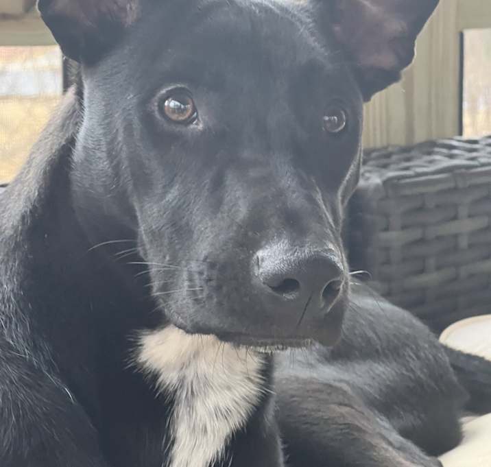 Photo of Jet