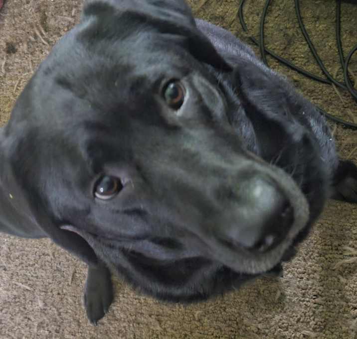 Photo of Annie