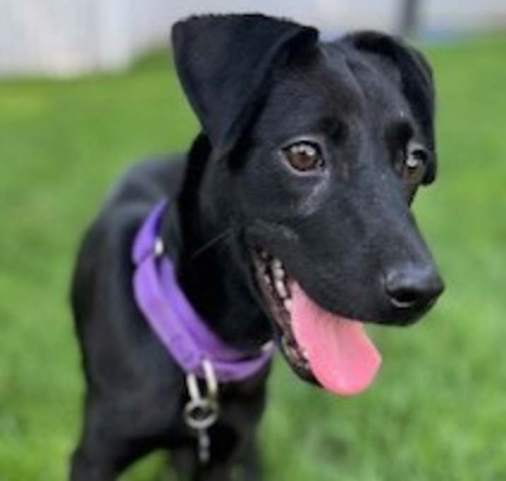 Photo of Sugar Plum