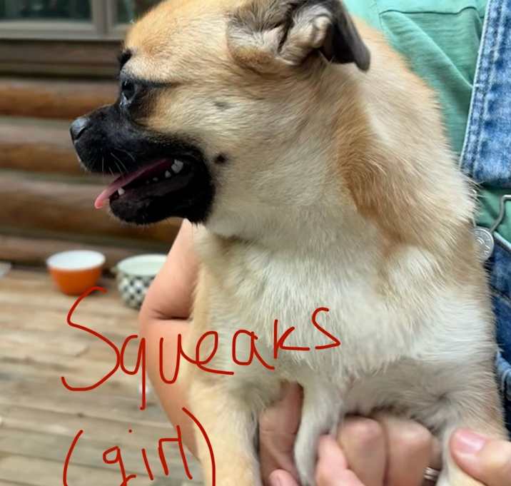 Photo of Squeaks