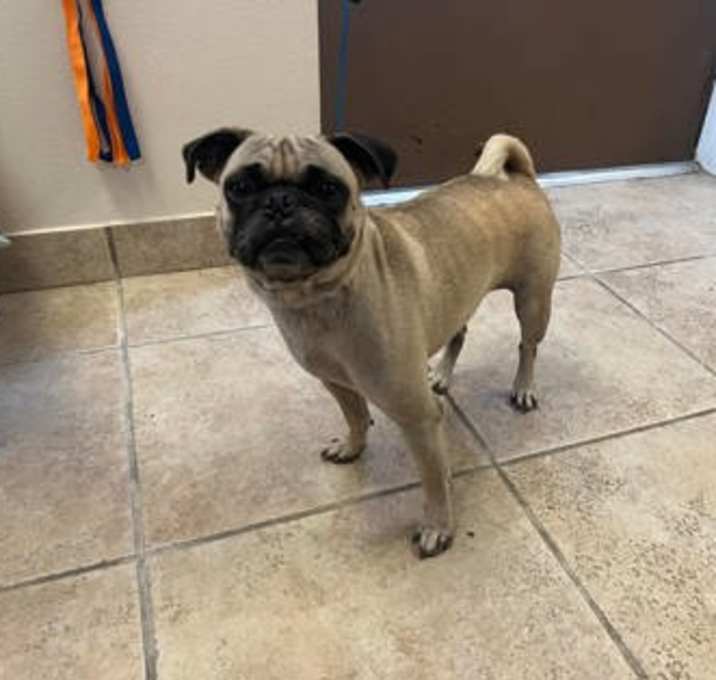 Photo of Pug