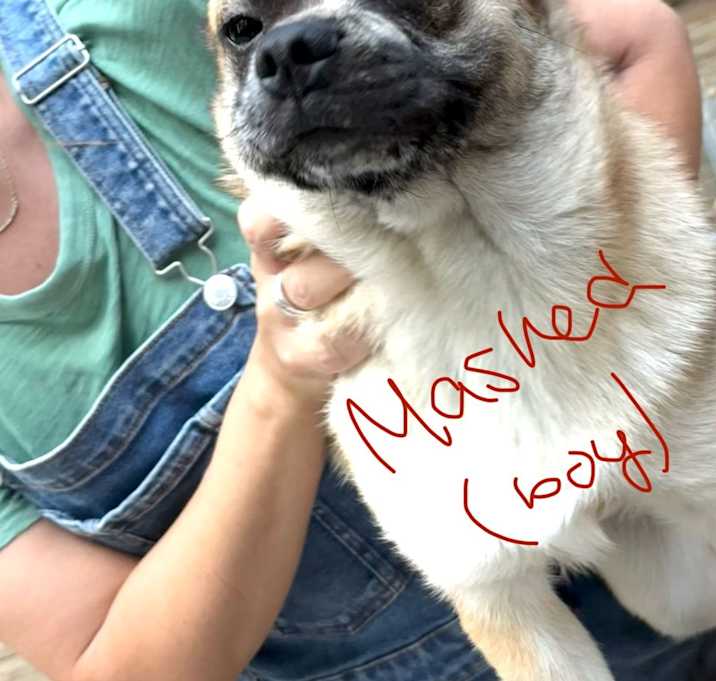 Photo of Mashed