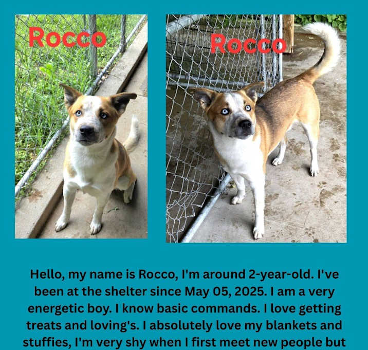 Photo of Rocco (Rocky)