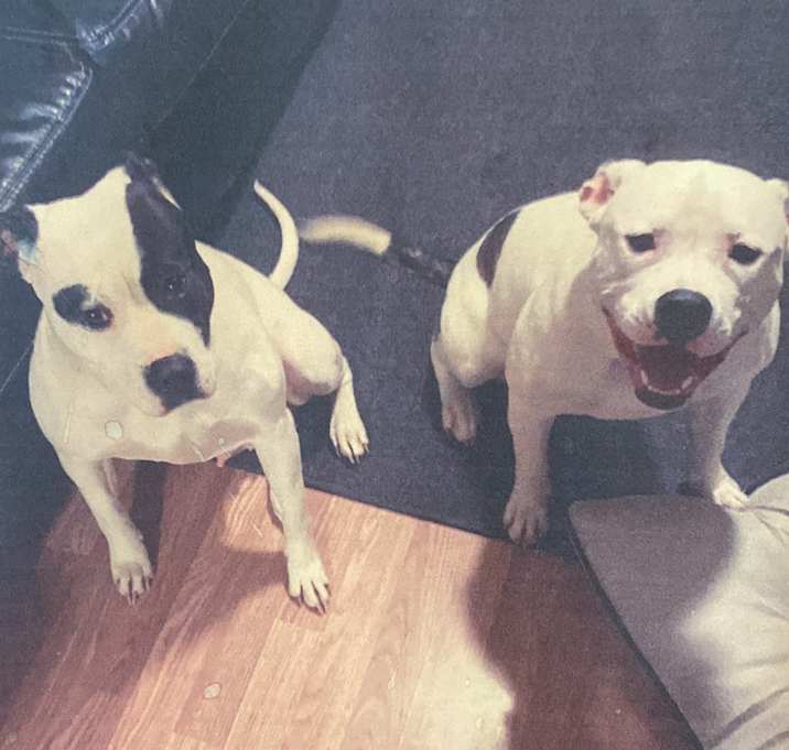 Photo of Lilo