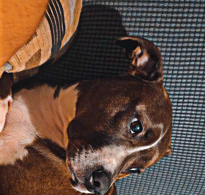 Photo of Luna