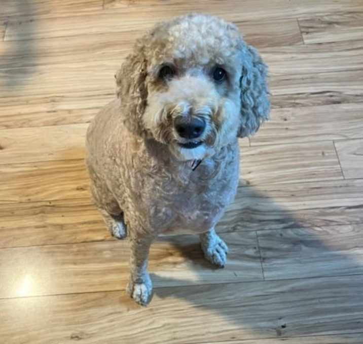 Photo of Nugget